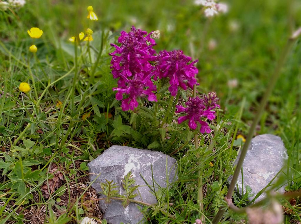 Pedicularis verticillata?   S